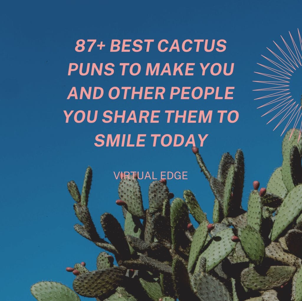 87+ Best Cactus Puns to Make You and Other People You Share Them to Smile Today