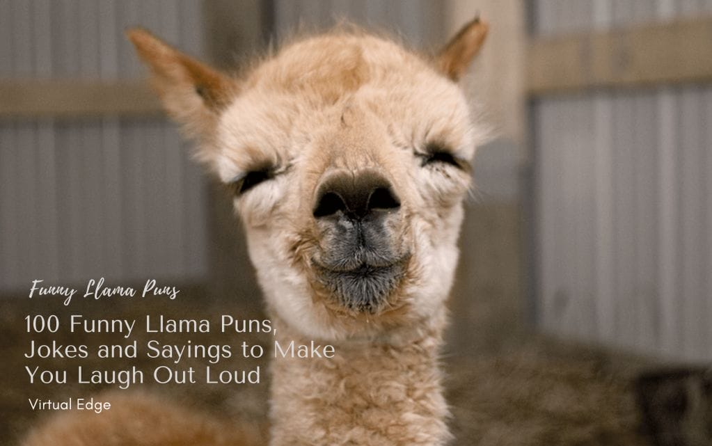 100 Funny Llama Puns, Jokes and Sayings to Make You Laugh Out Loud