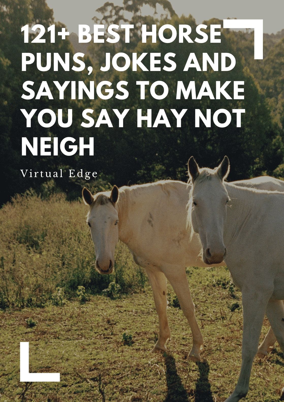 121+ Best Horse Puns, Jokes and Sayings to Make You Say Hay Not Neigh