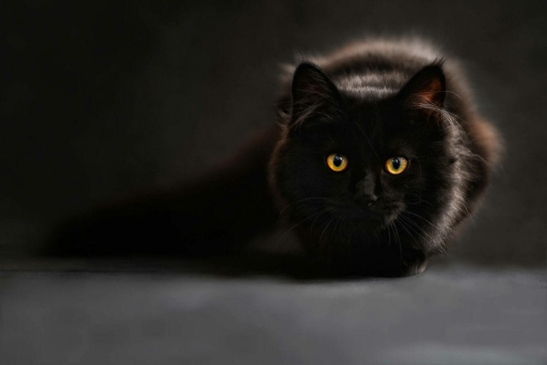 National Black Cat Day Quotes Inspiration